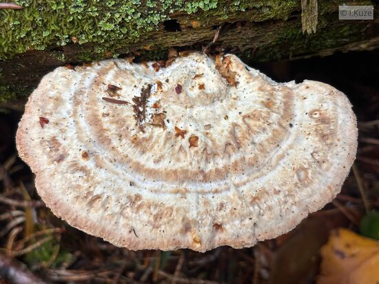 Calcipostia guttulata